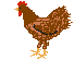 brown hen animation