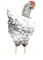 white chicken animation