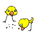 chicks pecking animation