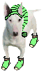 english bull terrier with  hat and socks animations
