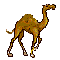 camel  animation