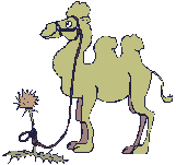 camel in a cap  animation