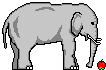 elephant with an apple  animation