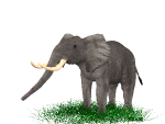 elephant sitting  animation