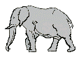 wlaking elephant  animation