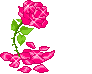 rose  animation