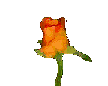  orange rose opening animation