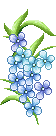 sprig of blue flowers  animation