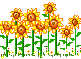  row of sunflowers animation
