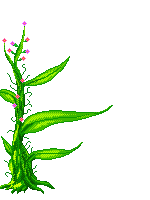 flower  animation