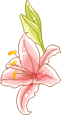 pink lilly animation