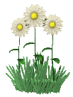 daisyies in the grass  animation