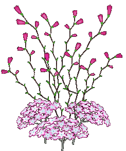 lots of  pink flowers  animation