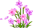 flowers  animation