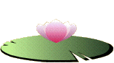 waterlilly animation
