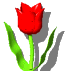 red tulip  animation