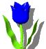 blue tulip  animation
