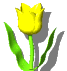 yellow tulip  animation