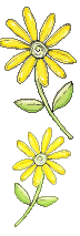  yellow flowers animation