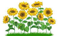 sunflowers  animation