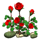 roses growing  animation