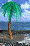 coconut tree on the seashore  animation