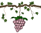 grape vine and bunch of grapes   animation
