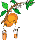 orange tree   animation