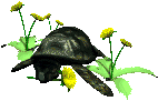 tortoise  eating dandelions animation