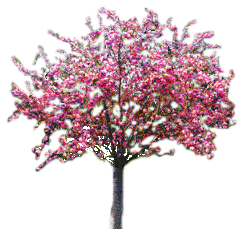 sparkling tree of blossom  animation