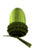 acorn  animation