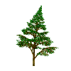 pine tree  animation