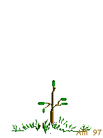 growing tree  animation