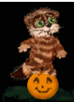 racoon on a pumpkin   animation